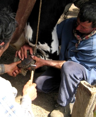 Shoeing of cattle Working Cattle Group